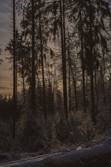 Deutscher Wald im Winter