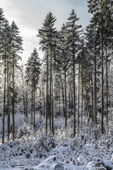 Deutscher Wald im Winter