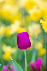 Beautiful view of purple tulips. Tulip flowers meadow.Tulip garden. Group of colorful tulip.