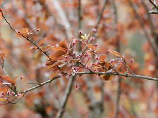 Le prunier-cerise à feuillage pourpre (Prunus cerasifera atropurpurea)