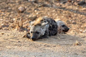 Spotted Hyena Pup