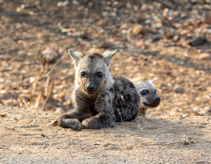 Spotted Hyena Pup