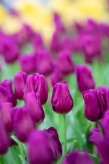 Beautiful view of purple tulips. Tulip flowers meadow.Tulip garden. Group of colorful tulip. Purple tulips in garden.