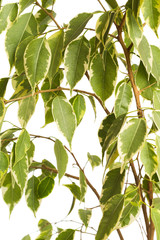 ficus tree isolated on white background