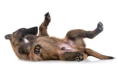 puppy malinois in studio