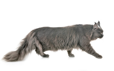 maine coon cat