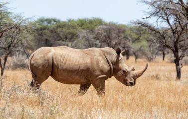 White Rhino