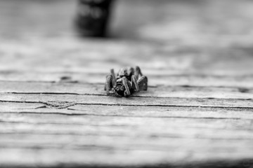 Close-up of spider looking at camera on wooden background.
