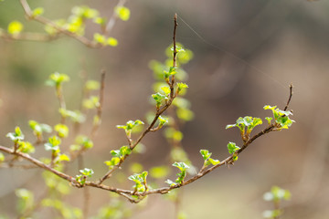 gooseberry, green, background, bush, nature, branch, summer, plant, wild, fruit, natural, leaf, leaves, closeup, white, healthy, fresh, tree, macro, outdoor, young, forest, flora, vegetable
