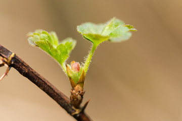 Fototapeta premium gooseberry, green, background, bush, nature, branch, summer, plant, wild, fruit, natural, leaf, leaves, closeup, white, healthy, fresh, tree, macro, outdoor, young, forest, flora, vegetable