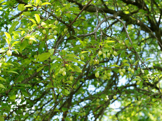 Le Prunier-cerise ou Myrobalan (Prunus cerasifera) au feuillage printanier