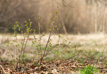 gooseberry, green, background, bush, nature, branch, summer, plant, wild, fruit, natural, leaf, leaves, closeup, white, healthy, fresh, tree, macro, outdoor, young, forest, flora, vegetable