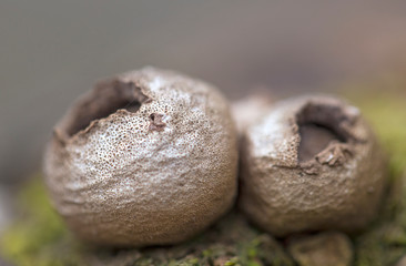 Lycoperdon pyriforme Mushrooms. Lycoperdon pyriforme Mushrooms close-up in the Carpathian Forest. Lycoperdon pyriforme, commonly known as the pear-shaped puffball or stump puffball 