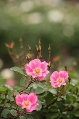 Obraz premium 雨に濡れたピンクの薔薇