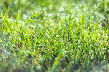 Fototapeta na wymiar Green Grass Dew Drops Macro Nature Background