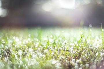 Green Grass Dew Drops Macro Nature Background