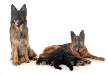 family german shepherd