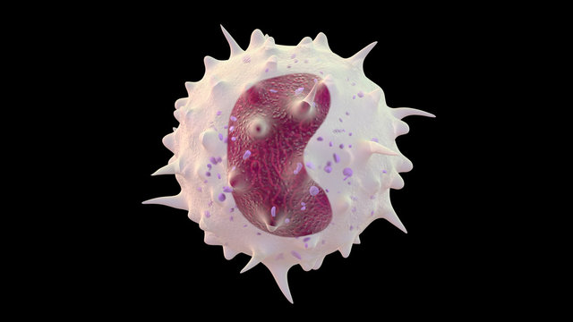 3D illustration of monocyte white blood cell