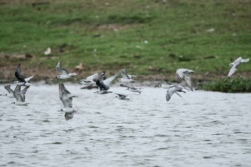 Birds in queens Elizabeth