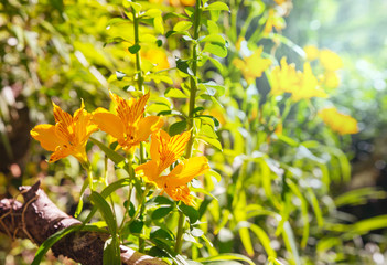 Obraz premium Orchid