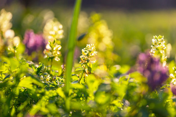 Obraz premium Spring flowers