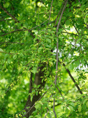 Le Prunier-cerise ou Myrobalan (Prunus cerasifera) au feuillage printanier