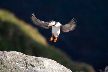 Ein freigestellter Papageitaucher fliegt eine Felsspitze an, im Hintergrund blaues Meer