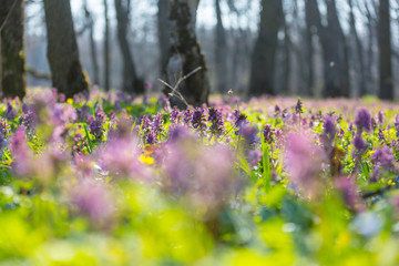 Spring forest