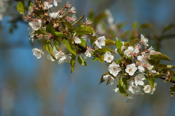 closeup of white cherry blossom flowers on blue sky background