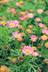 beautiful flower against green background.