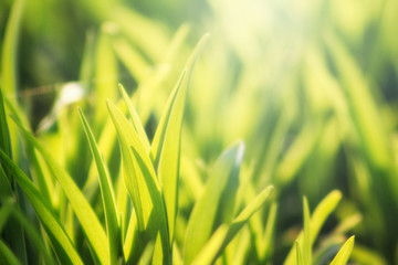 Nice line of fresh green grasses with evening sunlight. Summer or spring background. Soft focus