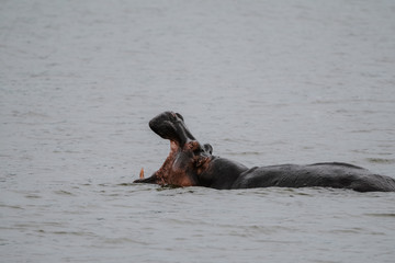 hippopotamus in the river