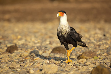 Southern crested caracara (Caracara plancus), also known as the southern caracara or carancho, is a bird of prey in the family Falconidae. 