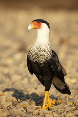 Southern crested caracara (Caracara plancus), also known as the southern caracara or carancho, is a bird of prey in the family Falconidae. 