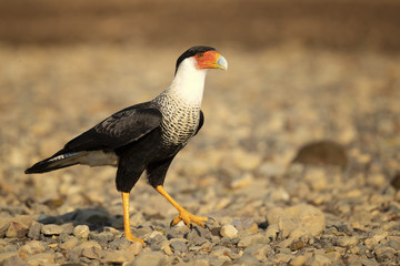 Carcará (Caracara plancus) Minecraft Mob Skin