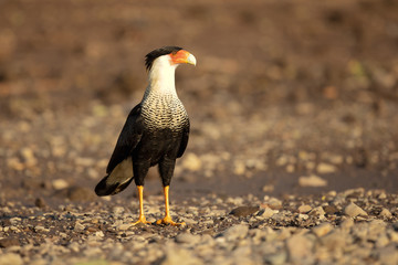 Southern crested caracara (Caracara plancus), also known as the southern caracara or carancho, is a bird of prey in the family Falconidae. 