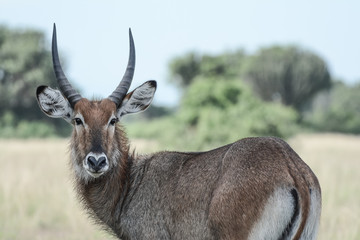 antelope in Safari in African