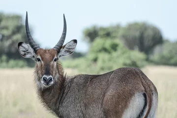  antelope in Safari in African © JoseAntonio