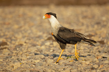 Southern crested caracara (Caracara plancus), also known as the southern caracara or carancho, is a bird of prey in the family Falconidae. 