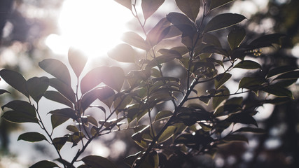 Sunlight trough some leaves and branches in Japan