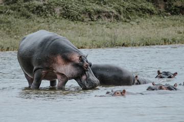 Hypo in the water in Safari