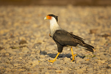 Southern crested caracara (Caracara plancus), also known as the southern caracara or carancho, is a bird of prey in the family Falconidae. 