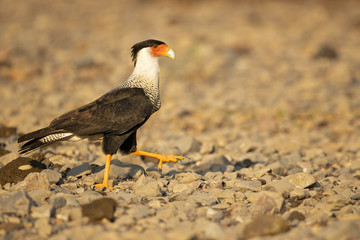 Southern crested caracara (Caracara plancus), also known as the southern caracara or carancho, is a bird of prey in the family Falconidae. 
