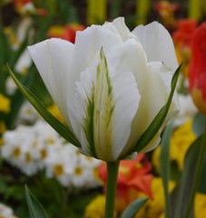 Tulipa Juan Flowering Tulip Bulb