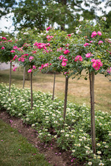 Hochstammrosen rosa