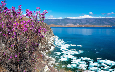 Baikal Lake in May. Ice melts near the coast of Olkhon Island. Wild Rhododendron or Ledum blooms on...