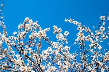 Branches of blossoming tree outdoors at spring.