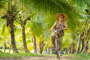 Old woman collecting coconut in coconut farm in thailand.