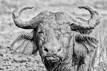 Portrait buffalo in African with mud