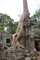 Fototapeta na wymiar ta prohm temple in cambodia